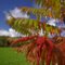 Finger pointing sumac