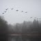 November Geese (can you hear the honking?)