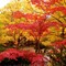 Fall in MA