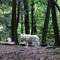 Eastern Gray Wolf