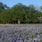Our Great Oak Tree and Bluebonnets at Lake Buchanan