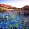 Enchanted Rock and Bluebonnets