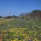 Spring blooms