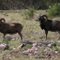 Mouflon Sheep, rams
