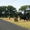 Lawn Ornaments, Hill Country Style