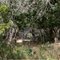 Deer hidden among cedar trees