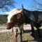 Tierra Linda Longhorns Flash and Maverick