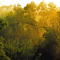 Santa Ana River - Early Morning Fog