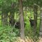 Cow and Calf Moose