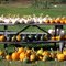 Pumpkin Harvest, Phillips, Maine