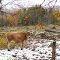 cow.  fall of 2008