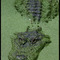 Alligator