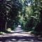 Tree-lined Road to Saugany Lake Turnoff