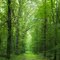 Natures Cathedral