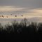 Canada geese descending toward South Endicott Marsh