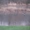 Canada geese, Muscatatuck NWR