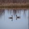 A pair of Canada geese, Muscatatuck NWR