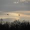 Canada geese landing at Muscatatuck NWR