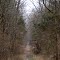 Muscatatuck Trail
