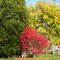 Fall colors