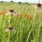 Echinacea and butterflyweed in the flint hills.