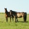 Wild horses.