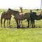 wild horses two.