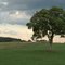 Spartan Tree - Michigan State University Campus - South Campus