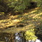 Leaves in Spencer Creek