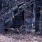 Abandoned House Door