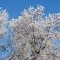 Blue sky, Frosty tree