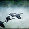 Geese in Flight
