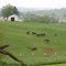SugarCreek, Horses