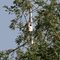 Hawk Pair