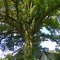 shade Tree, Oakton Cemetery