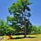 VIRGINIA: KING WILLIAM COUNTY: WEST POINT: cemetery on Churchville Road