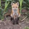Red Fox sitting on the side of the road