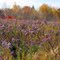 Flamboyant Asters ,  Goldenrod & Fall Leaves