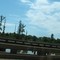 Trees off 55
