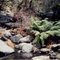 Creek in Noble Canyon -Cleveland NF