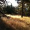 Sunrise on Pine Mountain