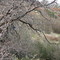Stellar Jay atop Laguna Mountain