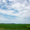 Indiana Soy Bean Feild