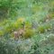 Deer at the Snake River