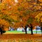Beauty of Fall, Motorola Campus, Schaumburg