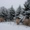 December Snow