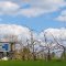 Cayford Orchards
