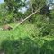 Along Burden Road - blown-down grass & tree