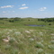 native prairie
