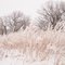 Dad's prairie